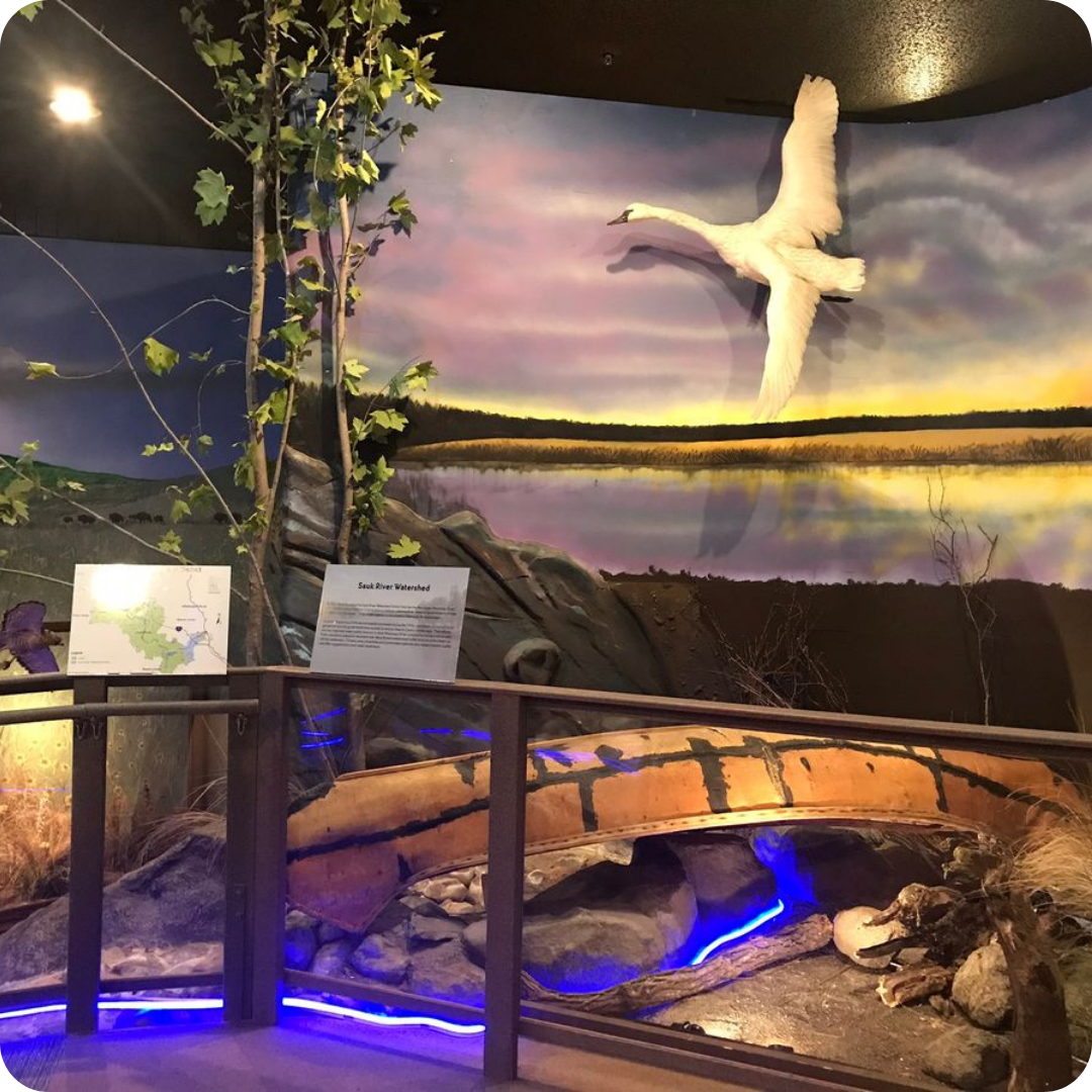 A nature exhibit featuring a flying swan mural and a naturalistic display with rocks and blue ambient lighting, along with an informational sign about the Sauk River Watershed.